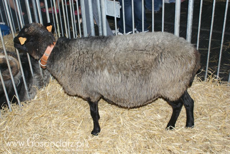 Owce i kozy na XXV Krajowej Wystawie Zwierząt Hodowlanych