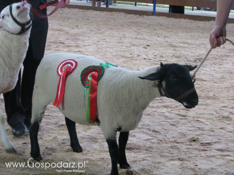 Owce- Szepietowo 2012 XIX Regionalna Wystawa Zwierząt Hodowlanych