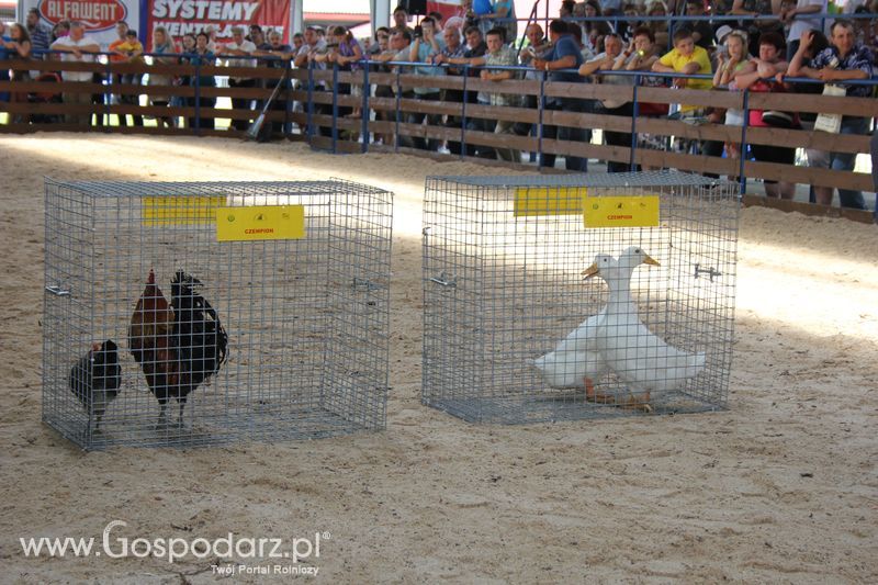 Nagrody - Szepietowo 2012 XIX Regionalna Wystawa Zwierząt Hodowlanych
