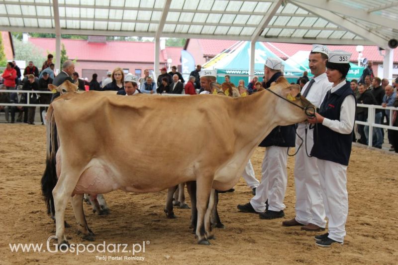 VII Ogólnopolska Wystawa Bydła Hodowlanego - Sielinko 2012