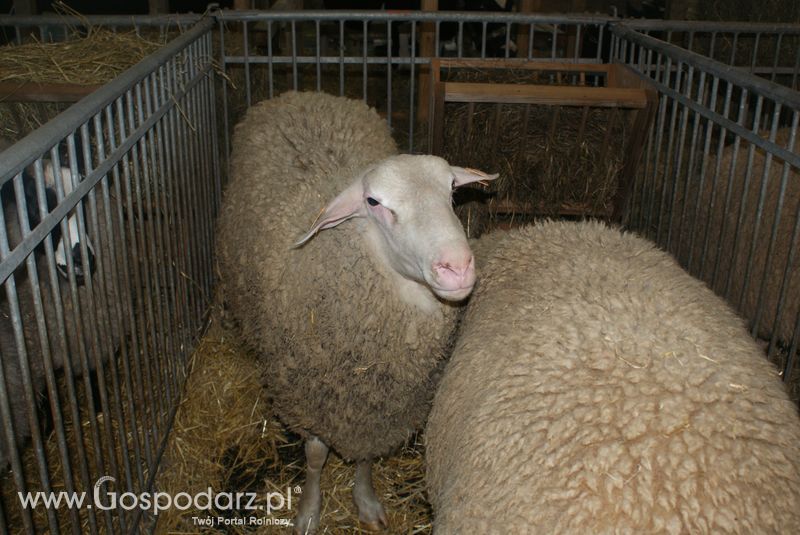 Owce i kozy na XXV Krajowej Wystawie Zwierząt Hodowlanych