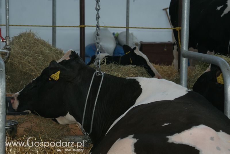 Bydło mleczne na XXV Krajowej Wystawie Zwierząt Hodowlanych