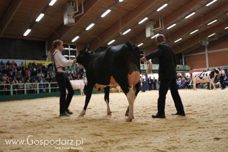 Wystawa  Blickpunkt Rind 2013 w miejscowości Paaren/Glien (Niemcy)