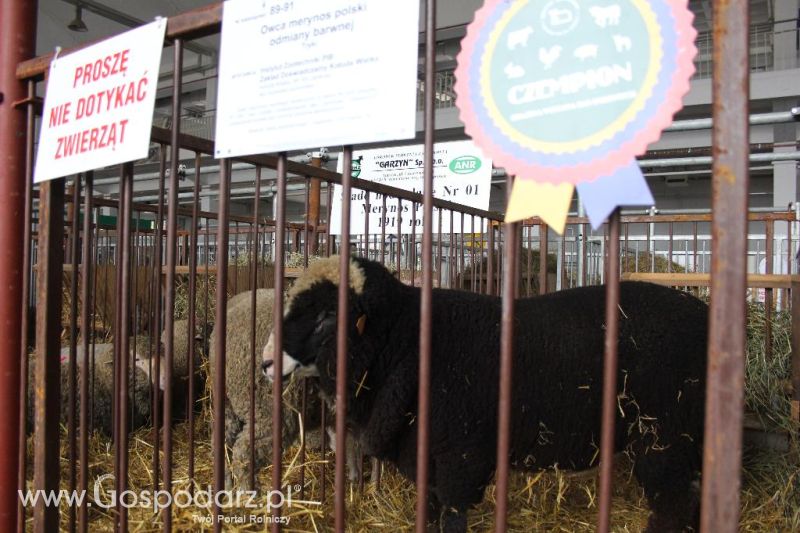 XXVI Krajowa Wystawa Zwierząt Hodowlanych - sobota i niedziela