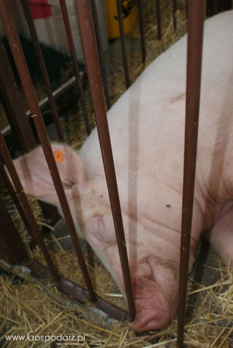 Lochy, knury na XXV Krajowej Wystawie Zwierząt Hodowlanych