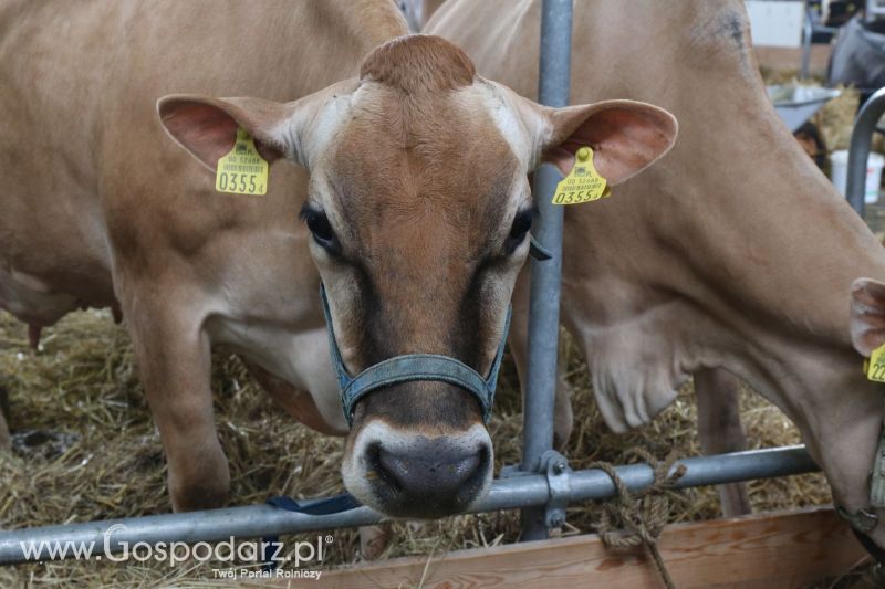 Krajowa Wystawa Zwierząt Hodowlanych w Poznaniu 2017 (niedziela, 7 maja)