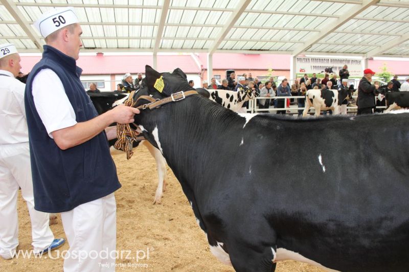 VII Ogólnopolska Wystawa Bydła Hodowlanego - Sielinko 2012