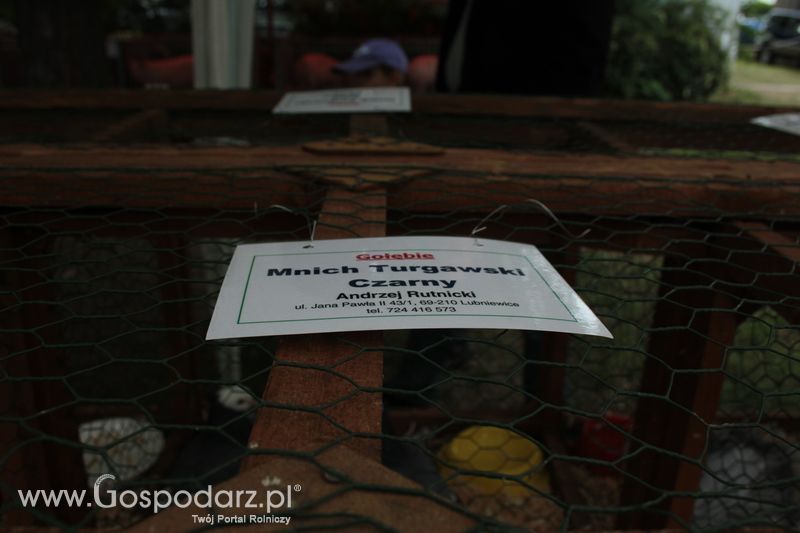 XX Targi Rolnicze Lubniewice - zwierzęta