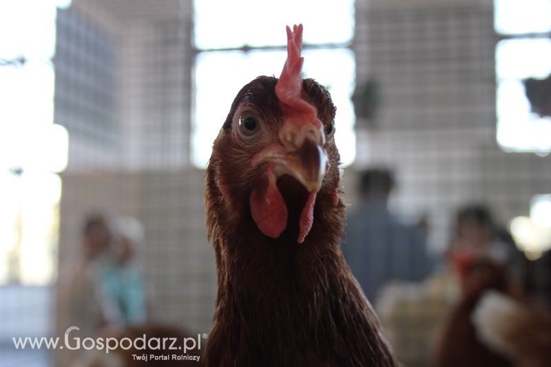 XXV Krajowa Wystawa Zwierząt Hodowlanych Niedziela