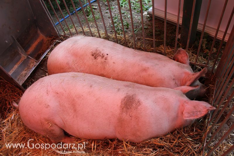  XX Targi Rolnicze Lubniewice