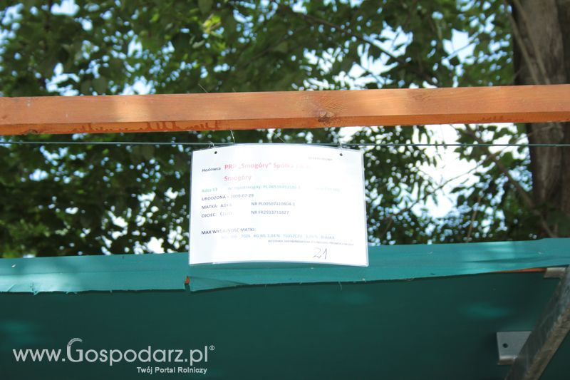 XX Targi Rolnicze Lubniewice - zwierzęta