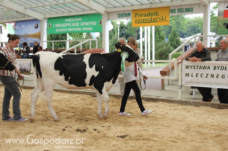 Wystawa bydła Sielinko 2011