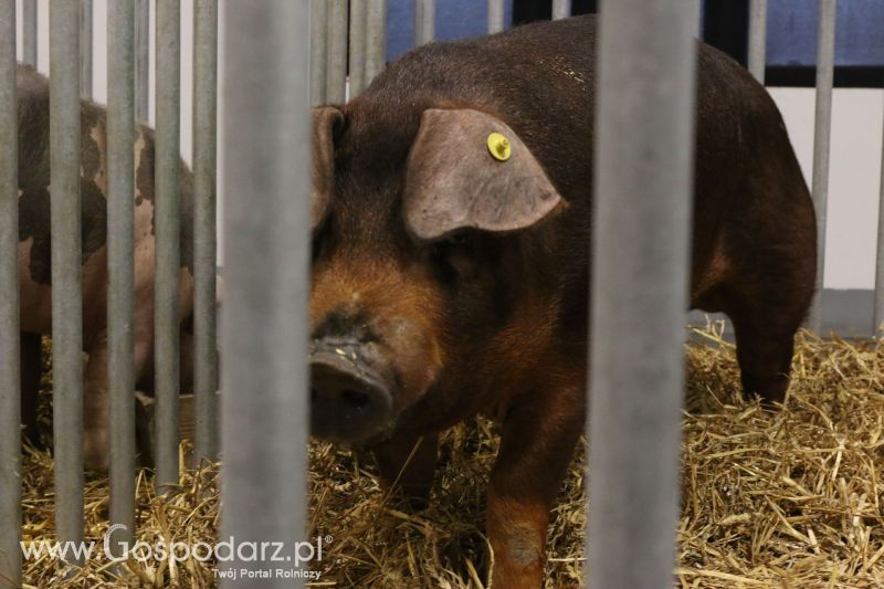 Krajowa Wystawa Zwierząt Hodowlanych w Poznaniu 2017 (niedziela, 7 maja)