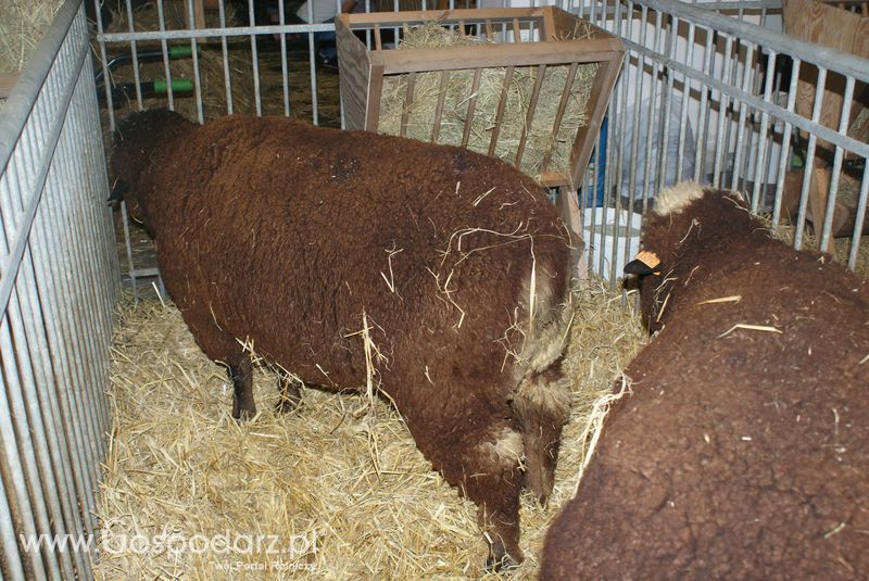 Owce i kozy na XXV Krajowej Wystawie Zwierząt Hodowlanych