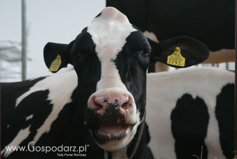 Bydło mleczne na XXV Krajowej Wystawie Zwierząt Hodowlanych