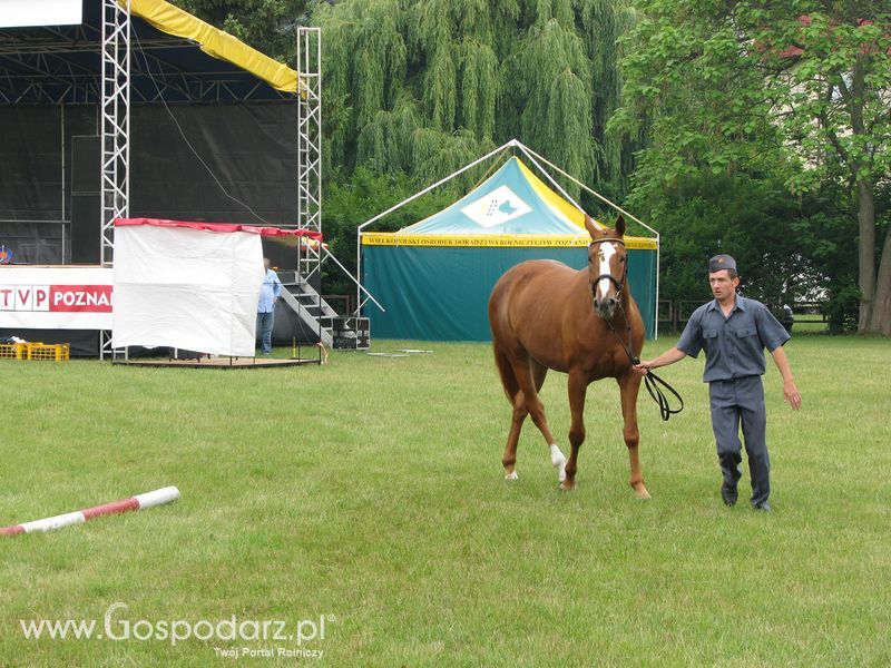 Wystawa Koni Sielinko 2011