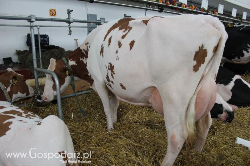 XXVI Krajowa Wystawa Zwierząt Hodowlanych - sobota i niedziela