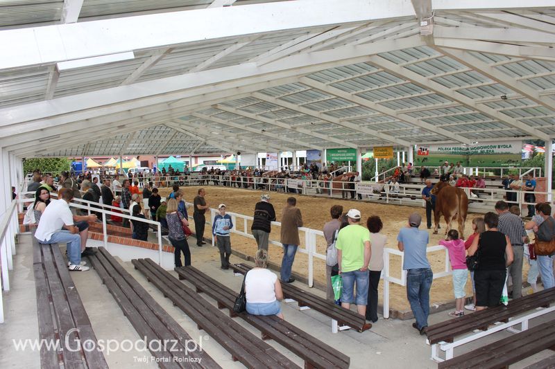 Czempioni XVII Regionalnej Wystawy Zwierząt Hodowlanych Sielinko 2011