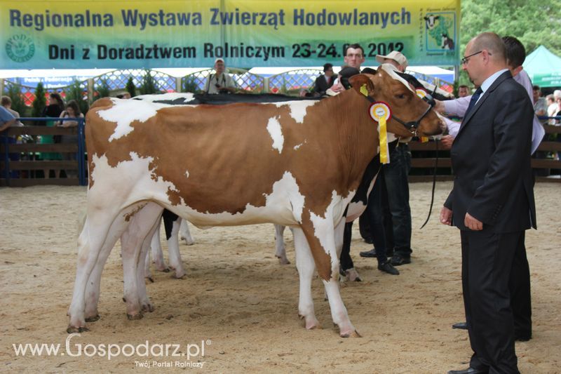 Bydło - Szepietowo 2012 XIX Regionalna Wystawa Zwierząt Hodowlanych