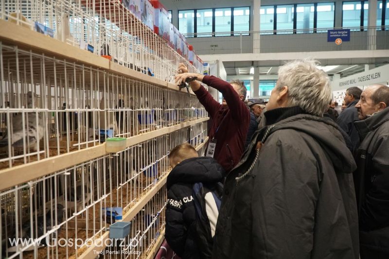 XXXVI Olimpiada Gołębi i Targi Gołębi Pocztowych i Akcesoriów - dzień drugi!