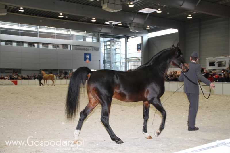 CAVALIADA 2013 w Poznaniu