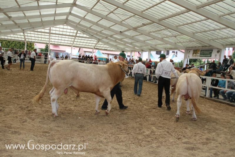 I Krajowa Wystawa Bydła Mięsnego w Sielinku - sobota