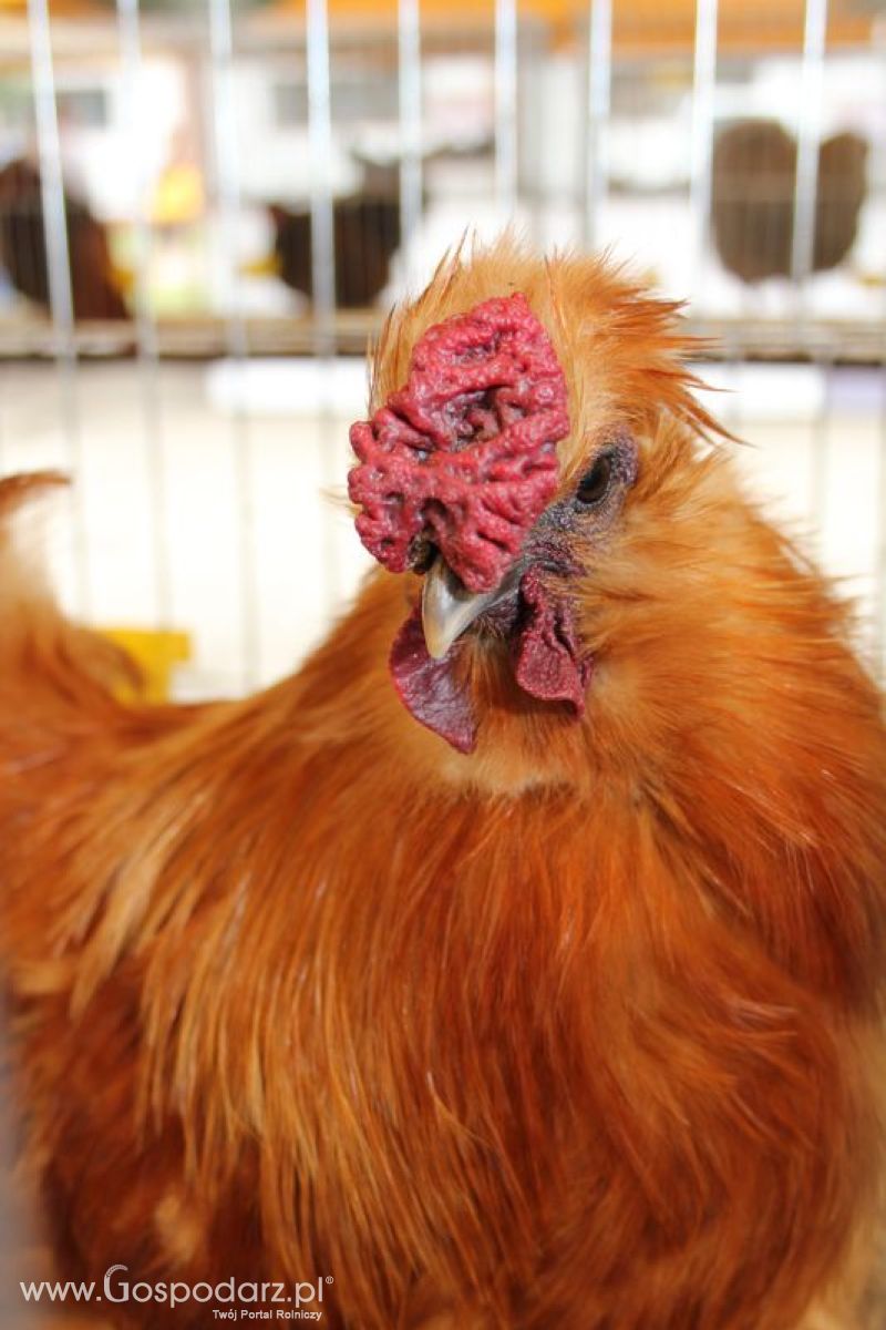 Wielkopolskie Targi Rolnicze „Sielinko 2011”  - Sobota