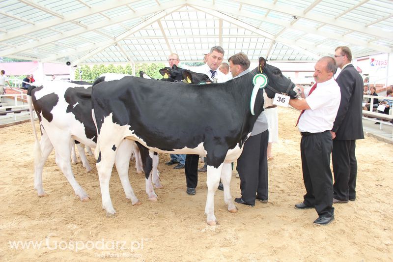 Wystawa bydła Sielinko 2011