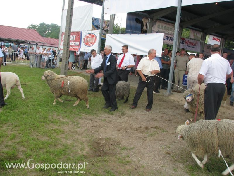 Owce- Szepietowo 2012 XIX Regionalna Wystawa Zwierząt Hodowlanych