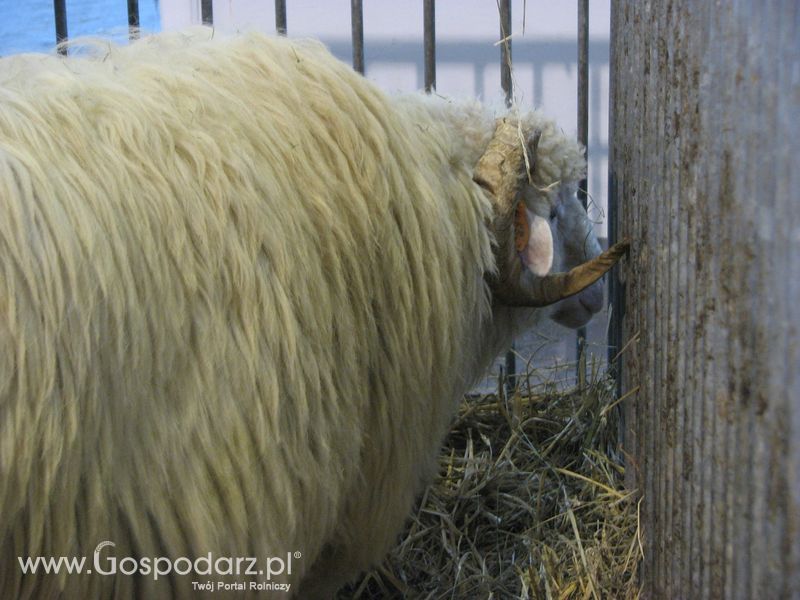 Owce i kozy na XXV Krajowej Wystawie Zwierząt Hodowlanych