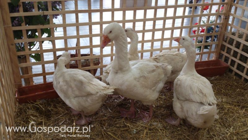 KWZH 2015. Bliskie spotkania ze zwierzętami hodowlanymi
