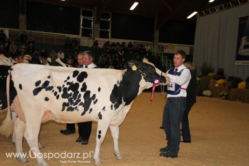 Wystawa  Blickpunkt Rind 2013 w miejscowości Paaren/Glien (Niemcy)