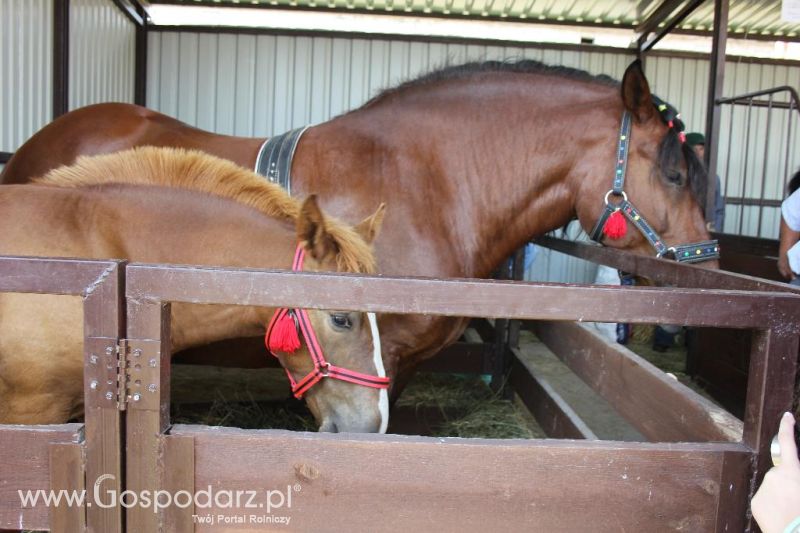 Regionalna Wystawa Zwierząt Hodowlanych i Dni z Doradztwem Rolniczym w Szepietowie-sobota