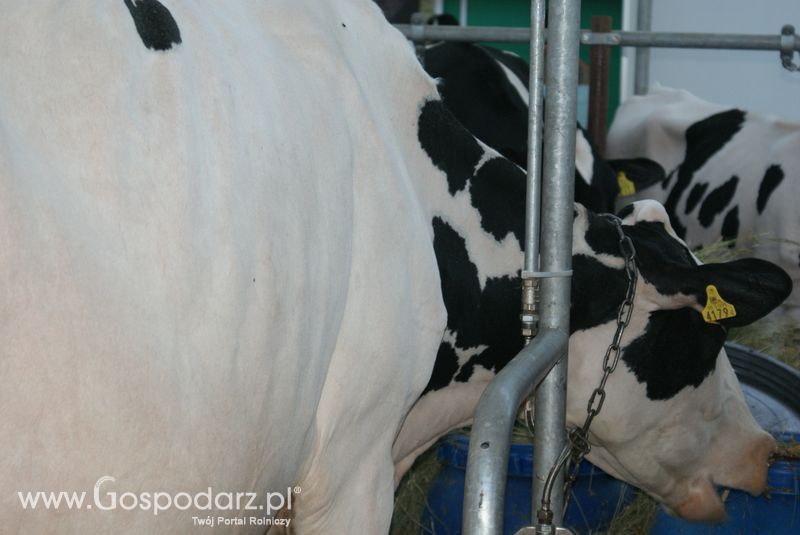 Bydło mleczne na XXV Krajowej Wystawie Zwierząt Hodowlanych