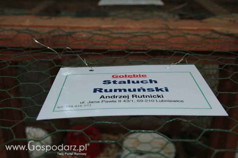 XX Targi Rolnicze Lubniewice - zwierzęta