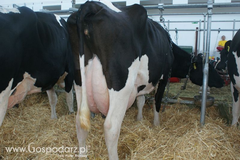 Bydło mleczne na XXV Krajowej Wystawie Zwierząt Hodowlanych