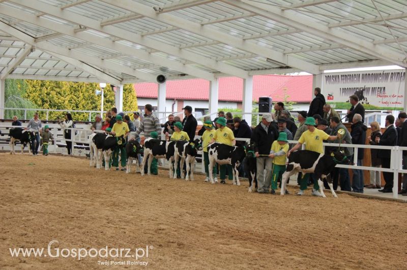 Mali Hodowcy VII Ogólnopolska Wystawa Bydła Hodowlanego w Sielinku 2012