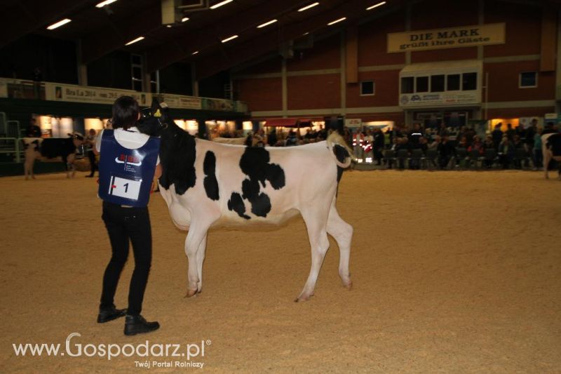 Wystawa  Blickpunkt Rind 2013 w miejscowości Paaren/Glien (Niemcy)