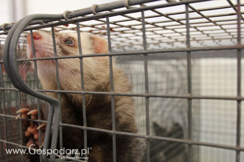 Konferencja Naukowo-Techniczna pt. Innowacyjność w produkcji zwierzęcej - oczekiwania czy konieczność dzień drugi