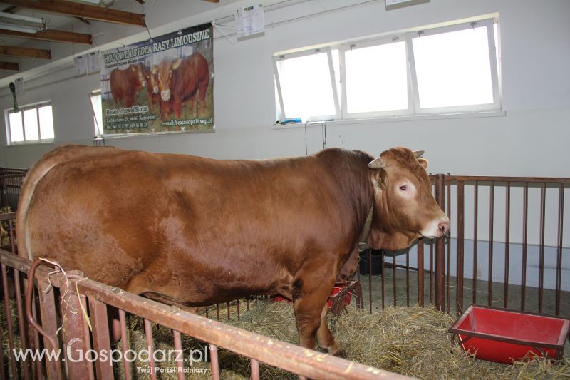 I Krajowa Wystawa Bydła Mięsnego w Sielinku - niedziela