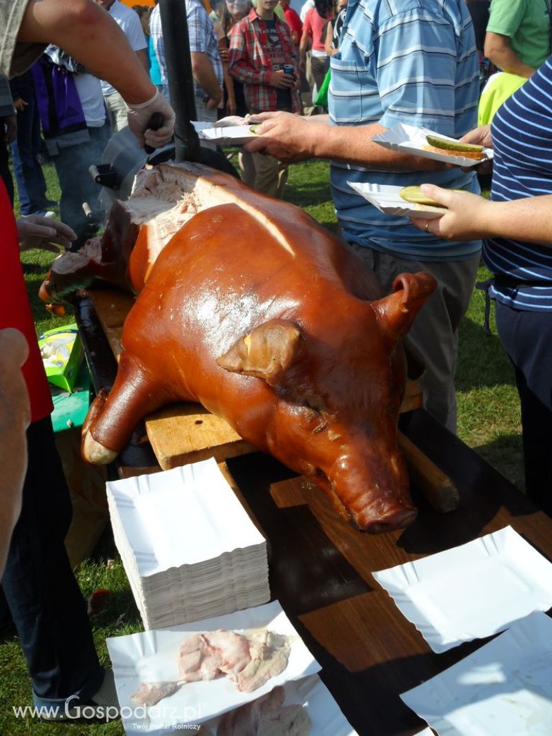 II Festiwal Wieprzowiny w Kwidzyniu