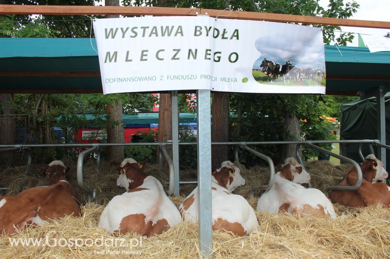 XX Targi Rolnicze Lubniewice - zwierzęta