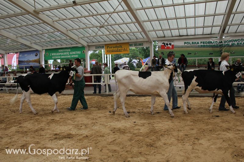 Wystawa bydła Sielinko 2011