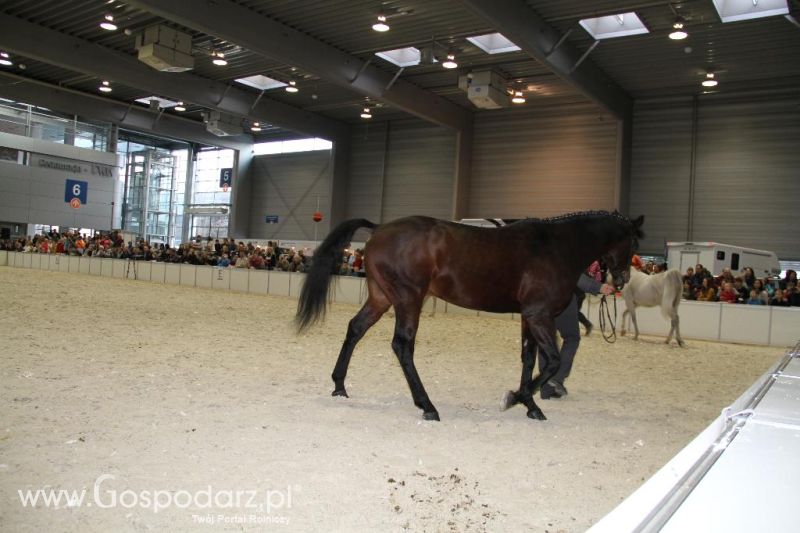 CAVALIADA 2013 w Poznaniu