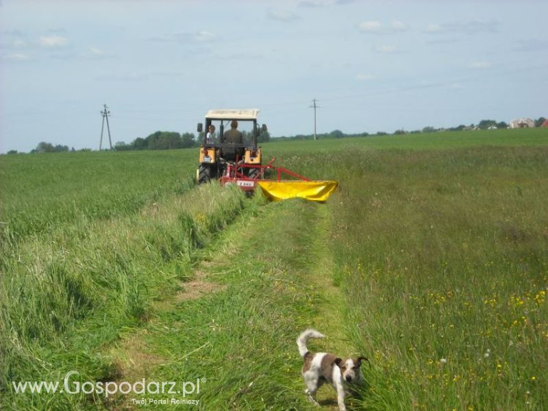 pierwsze sianokosy w roli głownej ursus c330M...