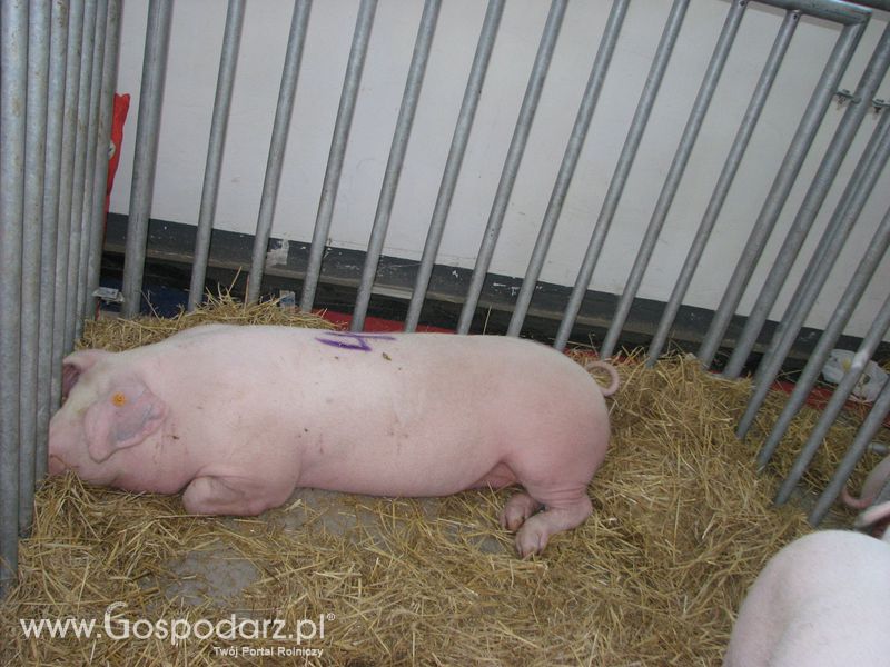 Lochy, knury na XXV Krajowej Wystawie Zwierząt Hodowlanych