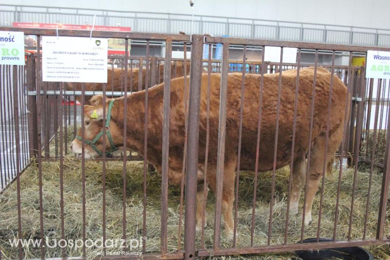 XXVI Krajowa Wystawa Zwierząt Hodowlanych - sobota i niedziela