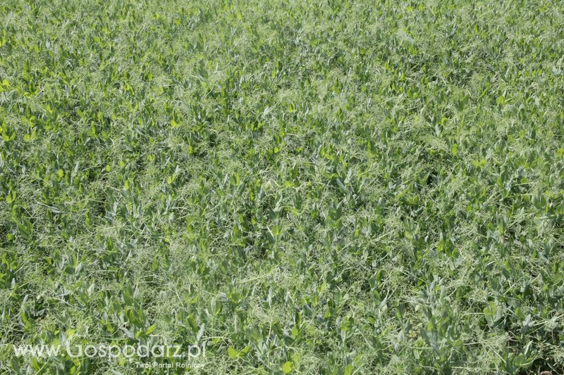 Zielone AGRO SHOW - Polskie Zboża 2015 w Sielinku