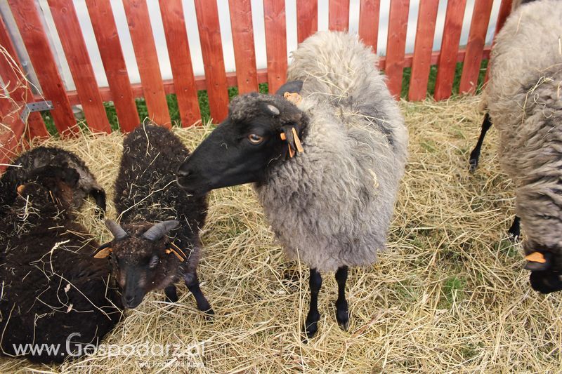 Konferencja Naukowo-Techniczna pt. Innowacyjność w produkcji zwierzęcej - oczekiwania czy konieczność dzień drugi