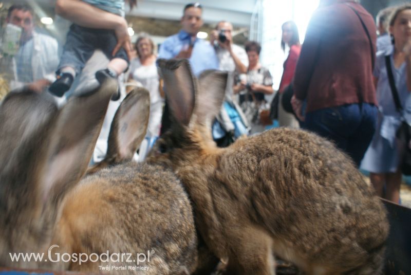 Króliki, nutrie, lisy, norki i inne futerkowe zwierzęta na XXV KWZH